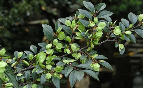 搖錢樹種植|搖錢樹(蕁麻目榆科植物):形態特徵,主要價值,分布範圍,栽培技術,種。